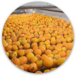 Product line of oranges
